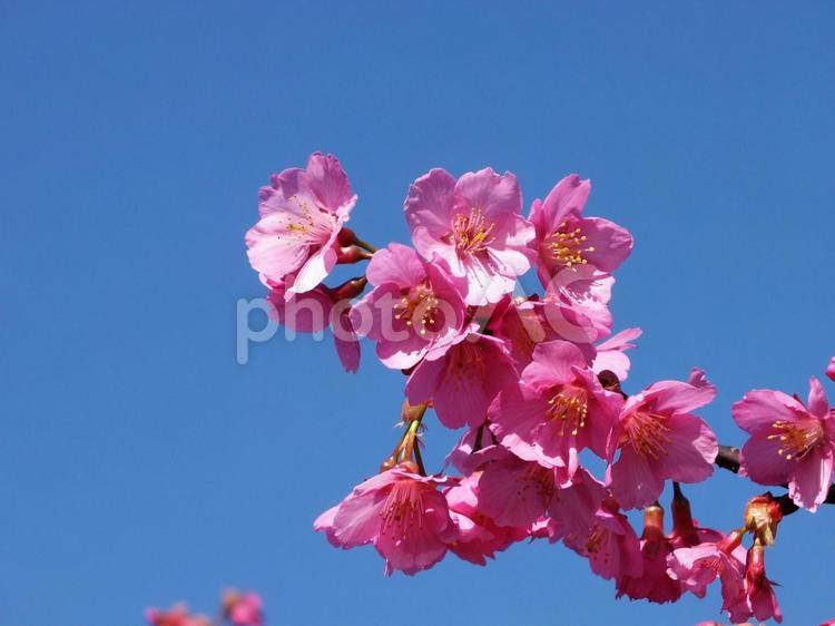3月の晴れた空に満開となった桃の花 桃,桃の花,花の写真素材
