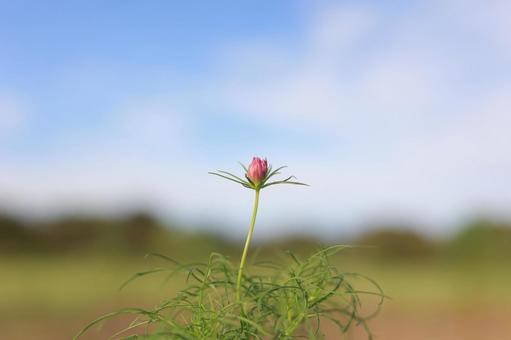 コスモスのつぼみ1つ コスモスのつぼみ1つ コスモス,つぼみ,蕾の写真素材