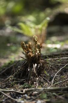 春の光を浴びるゼンマイの写真