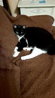 照片, 活物, 可爱, 动物, 