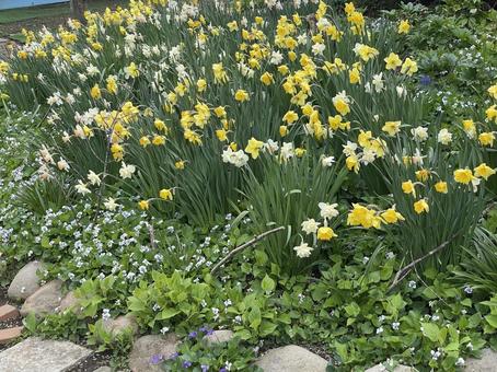 黄色と白の小さい花 黄色と白の小さい花 花,黄色い花,白い花の写真素材