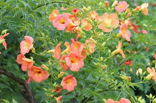 ノウゼンカズラの花 ノウゼンカズラの花の写真