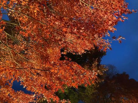 夜空と紅葉 夜空,紅葉,モミジの写真素材