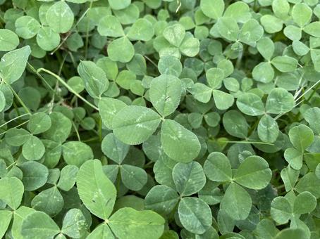 クローバーの写真