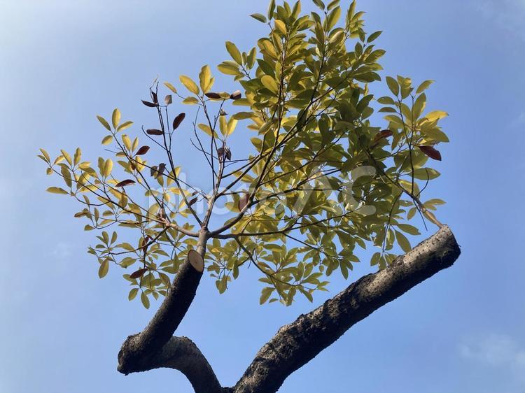 新芽　青空　木　葉　自然 新芽,青空,木の写真素材