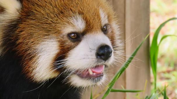 レッサーパンダ レッサーパンダ レッサーパンダ,動物園,モフモフの写真素材