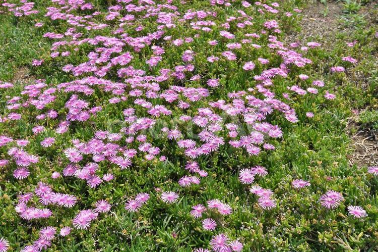 マツバギク・富士市前田　地先 松葉菊,マツバギク,花の写真素材