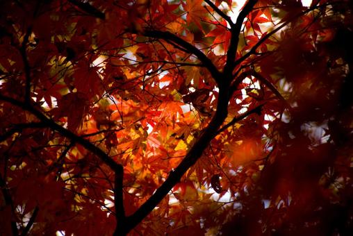 <素材>秋の紅葉したイロハモミジの葉 <素材>秋の紅葉したイロハモミジの葉 紅葉,モミジ,イロハモミジの写真素材
