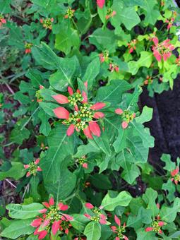 ショウジョウソウ ショウジョウソウ,自然,道端の写真素材