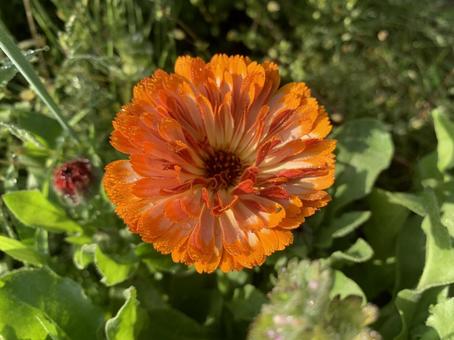 カレンジュラ カレンジュラ,フラッシュバックミックス,エディブルフラワーの写真素材