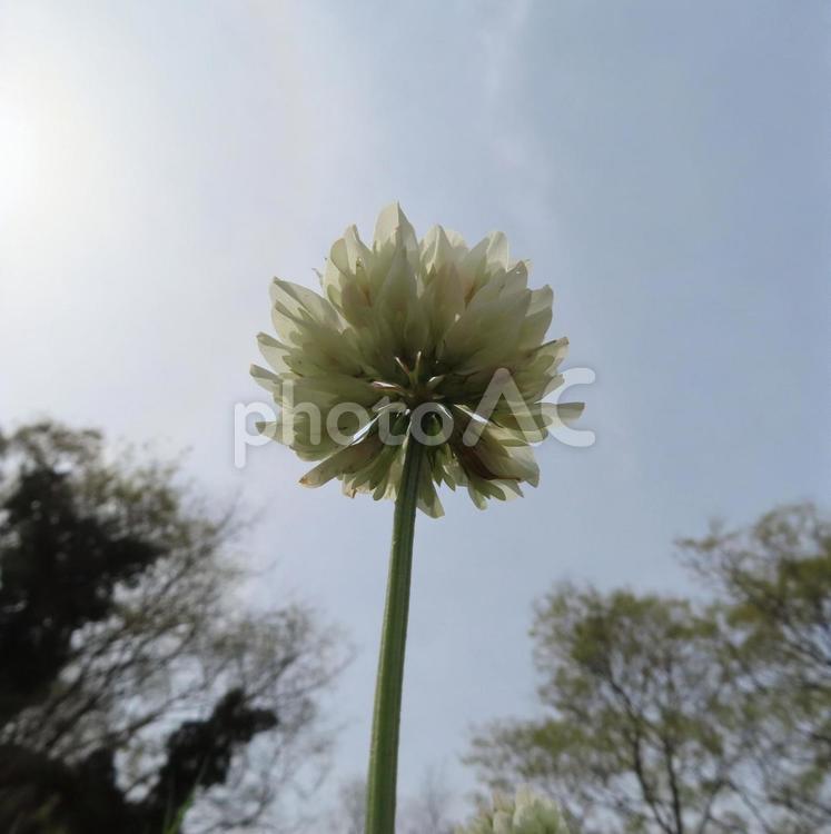 シロツメクサ（白詰草） シロツメクサ,白詰草,花の写真素材