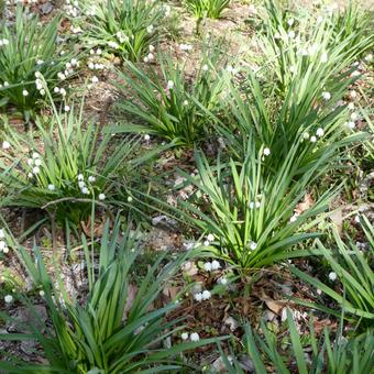 Photo, flower, snowflake, white flowers, 