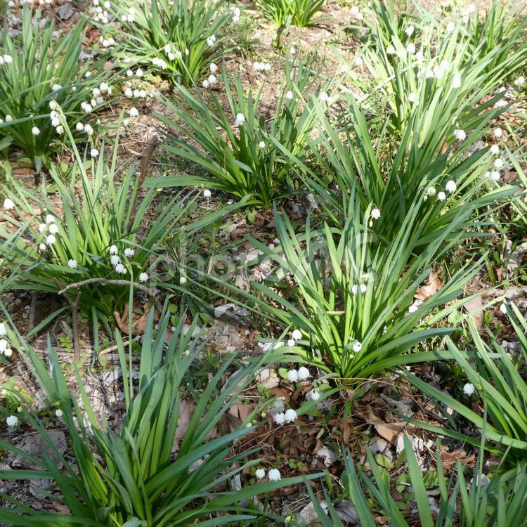 春の花　スノーフレークの花 花,スノーフレーク,白花の写真素材
