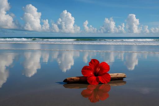 水鏡に映るハイビスカス 水鏡に映るハイビスカスの写真