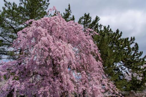 満開の桜 満開の桜 桜,枝垂れ桜,花の写真素材