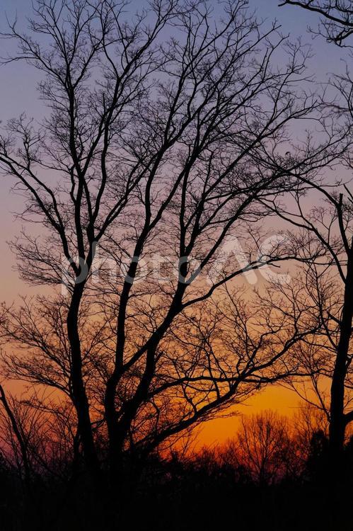 夕日と林 夕暮れ,黄昏,林の写真素材