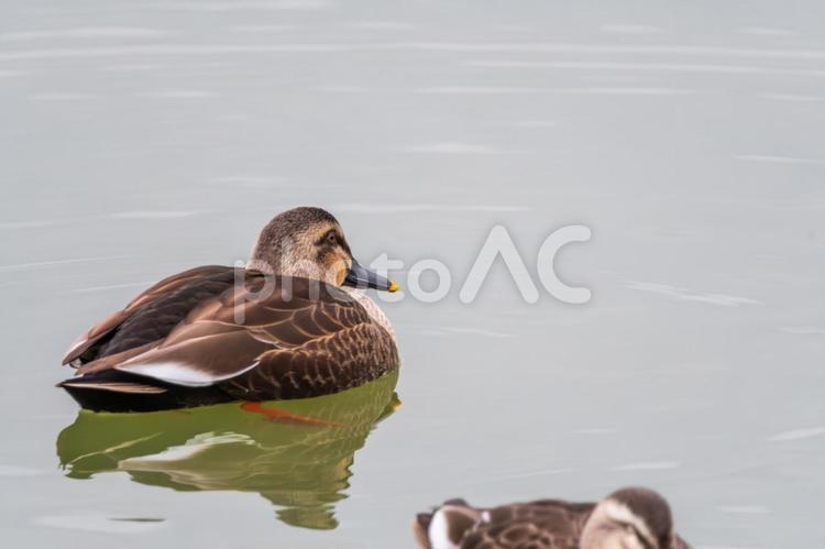 カルガモの穏やかな水面の旅 カルガモ,カモ,野鳥の写真素材