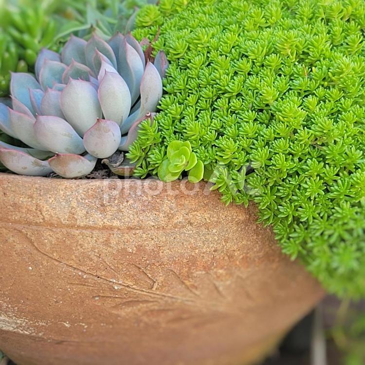 こんもり繁った多肉植物背景　 観葉植物,多肉植物,インテリアの写真素材
