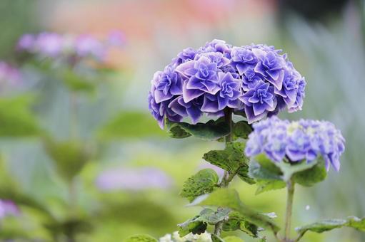 青い紫陽花の花 青い紫陽花の花の写真