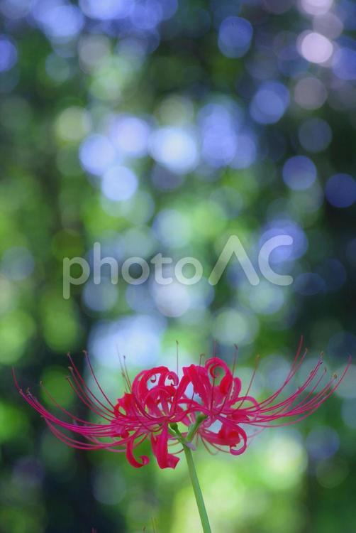ヒガンバナ ヒガンバナ,自然,花の写真素材