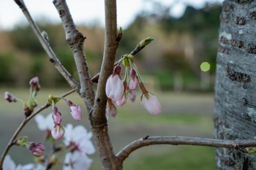 夕刻の咲き始めた桜 夕刻の咲き始めた桜の写真