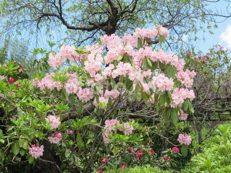 成田山赤城寺の石楠花（シャクナゲ） シャクナゲ,石楠花,風景の写真素材