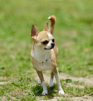 チワワ チワワ チワワ,ドッグラン,小型犬の写真素材