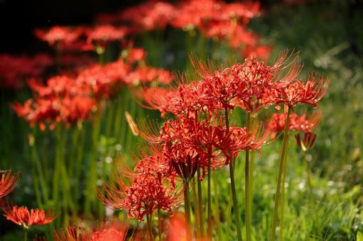 Cluster of red spider lilies-1, JPG Cluster of red spider lilies-1, JPG