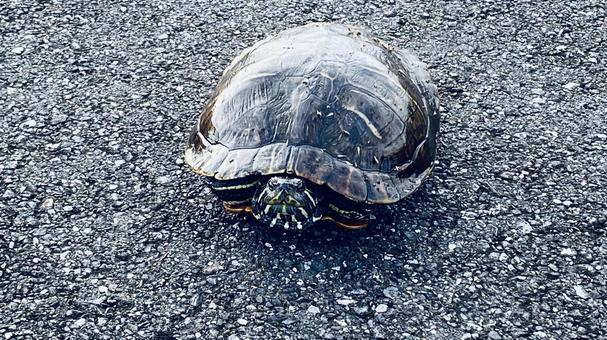 亀 亀 亀,風景,自然の写真素材