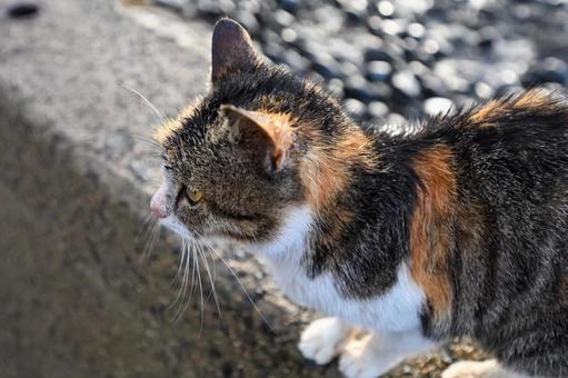 猫 猫の写真