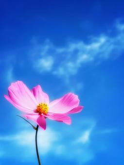 秋空の青とピンクのコスモスの花 花,コスモス,花びらの写真素材