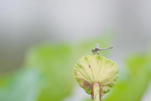トンボ トンボの写真