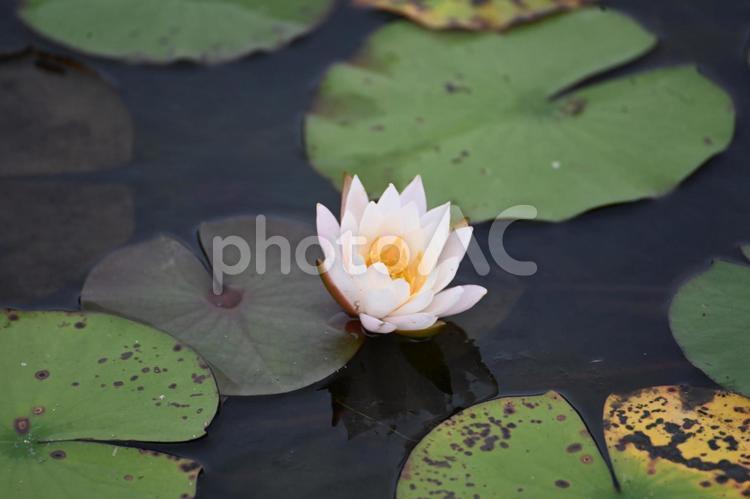 涼しくなって睡蓮の花が咲いていた スイレン,花,秋の写真素材