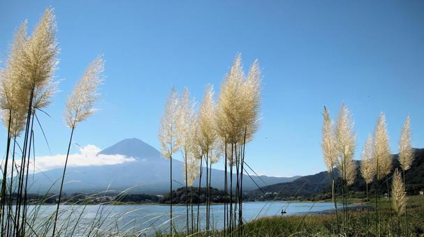 初秋のパンパスグラスと富士山 初秋のパンパスグラスと富士山 パンパスグラス,初秋,富士山の写真素材
