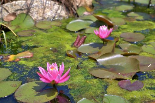 Lotus flower blooming in a pond, the national flower of India, JPG Lotus flower blooming in a pond, the national flower of India, JPG