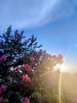 Photo, রেড হান্ড্রেড দিন, সূর্যাস্ত, ফুল, 