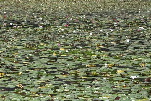Water lily pond, JPG