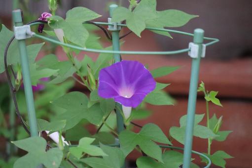 植木鉢に咲く紫の花の朝顔 植木鉢に咲く紫の花の朝顔 植木鉢,咲く,紫の写真素材