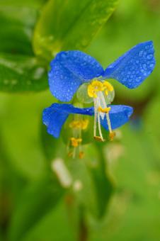 雨に濡れたツユクサの花 雨に濡れたツユクサの花の写真