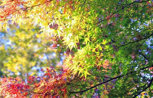 秋の風景/もみじの紅葉 紅葉,もみじ,秋の写真素材