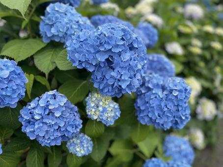 Hydrangea 2, JPG