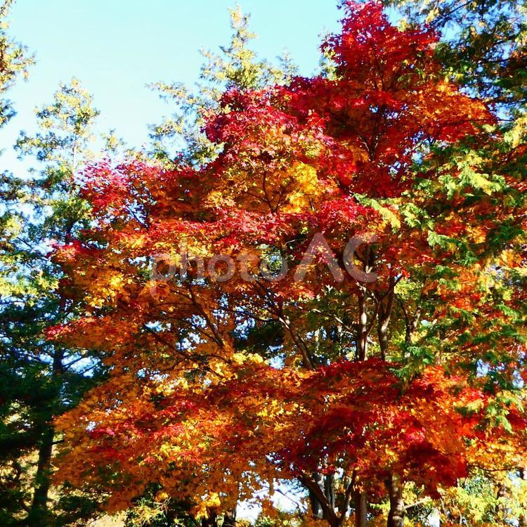 紅葉したモミジの木 紅葉,もみじ,赤の写真素材