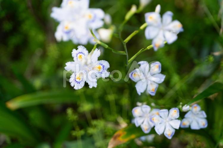 森に咲く白いシャガの花① シャガ,アヤメ科,白い花の写真素材