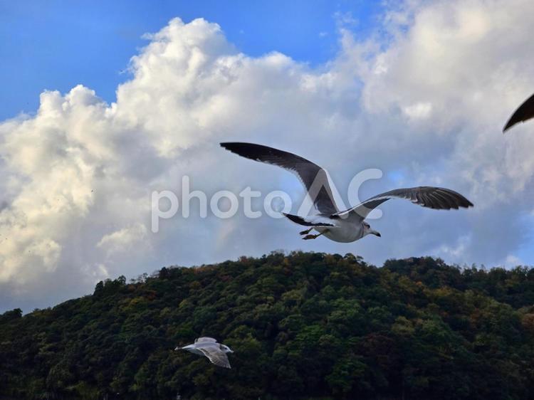伊根町のウミネコ ウミネコ,伊根町,鳥の写真素材