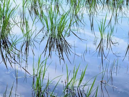 Photo, field, paddy field, rice planting, 