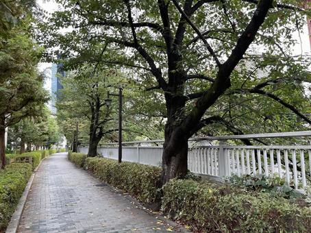 神田川9月:雨上がりの並木道 2025 神田川9月:雨上がりの並木道 2025 生垣,緑樹,並木道の写真素材