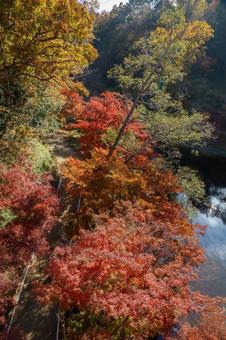 紅葉の秋 もみじ,カエデ,楓の写真素材