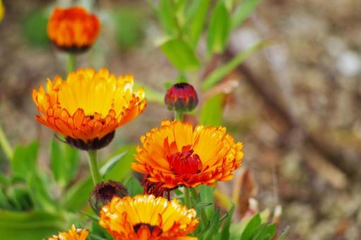 Photo, orange flowers, orange, up, 