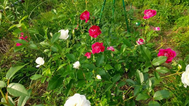 花盛りのバラ 花盛りのバラ バラ,赤,白の写真素材