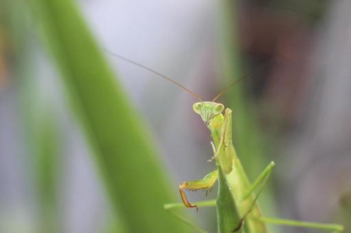 カマキリさんのご挨拶 カマキリさんのご挨拶の写真